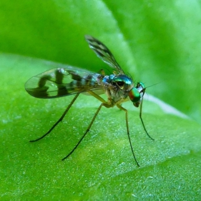 Dolichopodidae (family) (Unidentified Long-legged fly) at Kambah, ACT - 24 Jan 2019 by HarveyPerkins