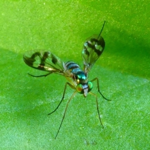 Dolichopodidae (family) at Kambah, ACT - 25 Jan 2019