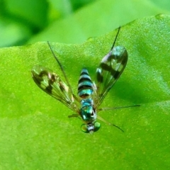 Dolichopodidae (family) at Kambah, ACT - 25 Jan 2019