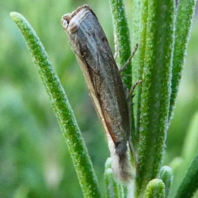 Ptochostola microphaeellus (A Crambid moth) at Kambah, ACT - 25 Jan 2019 by HarveyPerkins