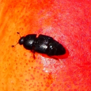 Urophorus humeralis at Kambah, ACT - 23 Jan 2019 03:56 PM