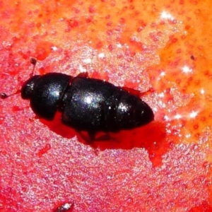 Urophorus humeralis at Kambah, ACT - 23 Jan 2019 03:56 PM