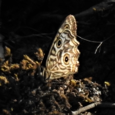 Geitoneura acantha (Ringed Xenica) at Woodstock Nature Reserve - 21 Jan 2019 by JohnBundock