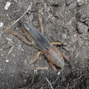 Gryllotalpa sp. (genus) at Kambah, ACT - 23 Jan 2019