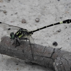 Austroepigomphus praeruptus (Twin-spot Hunter) at Forde, ACT by JohnBundock