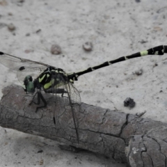 Austroepigomphus praeruptus (Twin-spot Hunter) at Forde, ACT - 24 Jan 2019 by JohnBundock