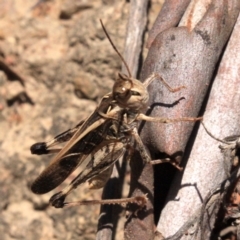 Oedaleus australis (Australian Oedaleus) at Mount Ainslie - 24 Jan 2019 by jb2602