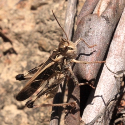 Oedaleus australis (Australian Oedaleus) at Majura, ACT - 24 Jan 2019 by jbromilow50