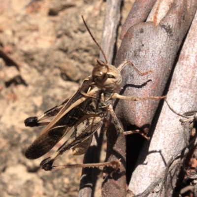 Oedaleus australis (Australian Oedaleus) at Mount Ainslie - 24 Jan 2019 by jb2602