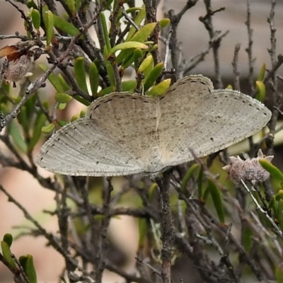 Casbia pallens (Pale Casbia) at Forde, ACT - 24 Jan 2019 by JohnBundock