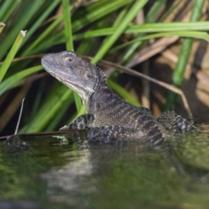 Intellagama lesueurii howittii at Acton, ACT - 26 Jan 2019 06:15 AM