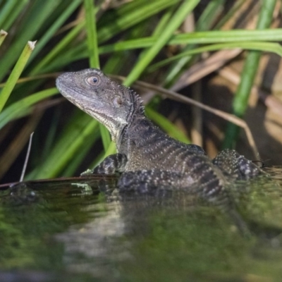 Intellagama lesueurii howittii (Gippsland Water Dragon) at ANBG - 25 Jan 2019 by WarrenRowland