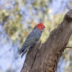 Callocephalon fimbriatum (Gang-gang Cockatoo) at Acton, ACT - 25 Jan 2019 by WarrenRowland