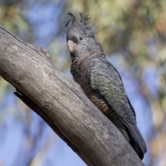 Callocephalon fimbriatum at Acton, ACT - suppressed