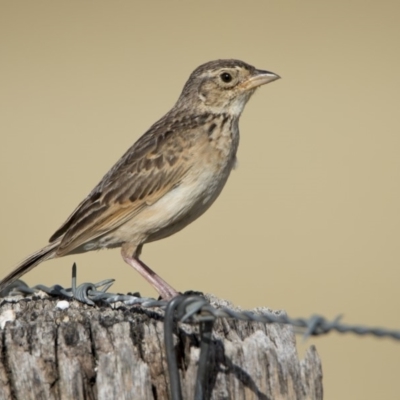 Mirafra javanica (Singing Bushlark) at Wallaroo, NSW - 25 Jan 2019 by WarrenRowland