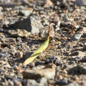 Acrida conica at Acton, ACT - 26 Jan 2019 07:12 AM