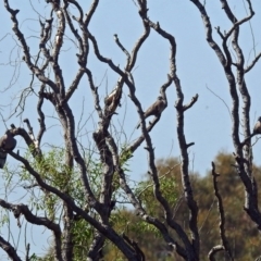 Spilopelia chinensis (Spotted Dove) at Jerrabomberra Wetlands - 24 Jan 2019 by RodDeb