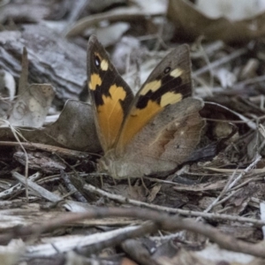 Heteronympha merope at Hackett, ACT - 26 Jan 2019 06:36 AM