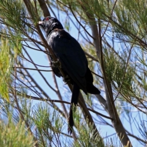 Eudynamys orientalis at Fyshwick, ACT - 25 Jan 2019