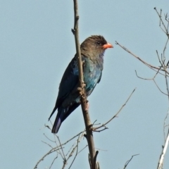 Eurystomus orientalis (Dollarbird) at Fyshwick, ACT - 25 Jan 2019 by RodDeb