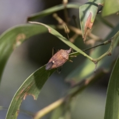 Poecilometis strigatus (Gum Tree Shield Bug) at Acton, ACT - 26 Jan 2019 by WarrenRowland