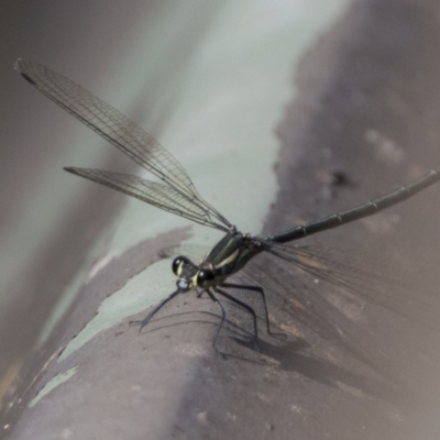 Austroargiolestes icteromelas (Common Flatwing) at Acton, ACT - 25 Jan 2019 by WarrenRowland