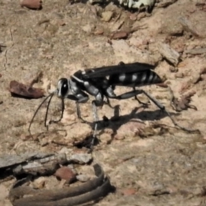 Turneromyia sp. (genus) at Amaroo, ACT - 24 Jan 2019