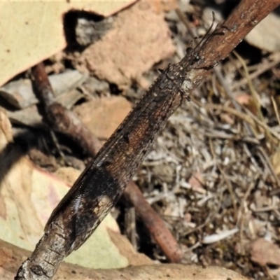 Glenoleon pulchellus (Antlion lacewing) at Amaroo, ACT - 24 Jan 2019 by JohnBundock