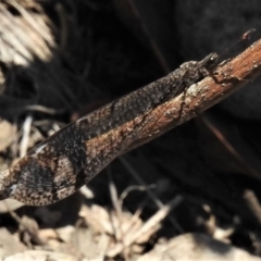 Glenoleon pulchellus at Amaroo, ACT - 24 Jan 2019