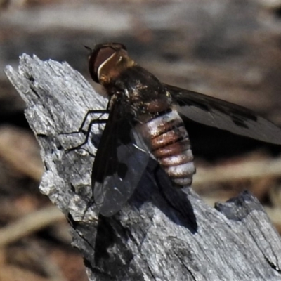 Balaana sp. (genus) (Bee Fly) at Majura, ACT - 24 Jan 2019 by JohnBundock