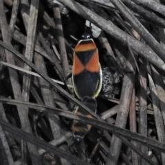 Dindymus versicolor (Harlequin Bug) at Cotter River, ACT - 25 Jan 2019 by JohnBundock