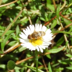 Villa sp. (genus) at Kambah, ACT - 26 Jan 2019 11:26 AM