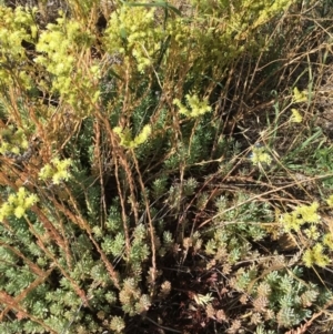 Sedum sediforme at Tuggeranong DC, ACT - 26 Jan 2019