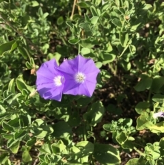 Convolvulus sabatius (Blue Rock Bindweed) at Tuggeranong DC, ACT - 25 Jan 2019 by RWPurdie