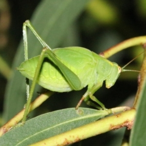 Caedicia simplex at Ainslie, ACT - 24 Jan 2019