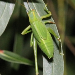 Caedicia simplex at Ainslie, ACT - 24 Jan 2019