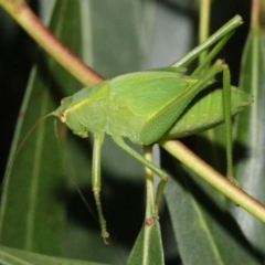 Caedicia simplex at Ainslie, ACT - 24 Jan 2019