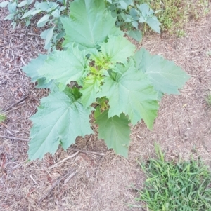 Datura sp. at Stromlo, ACT - 26 Jan 2019 07:33 AM