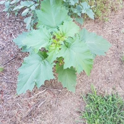 Datura sp. (A Thornapple) at Stromlo, ACT - 25 Jan 2019 by jeremyahagan