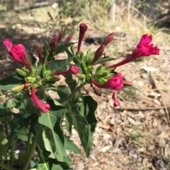 Mirabilis jalapa (Four O'clock Plant or Marvel of Peru) at Isaacs Ridge - 26 Jan 2019 by RWPurdie