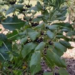 Solanum nigrum (Black Nightshade) at Uriarra Village, ACT - 13 Jan 2019 by jeremyahagan