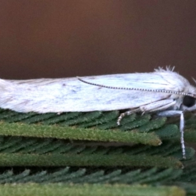 Philobota chionoptera (A concealer moth) at Ainslie, ACT - 25 Jan 2019 by jb2602