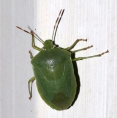 Nezara viridula (Green vegetable bug) at Ainslie, ACT - 24 Jan 2019 by jb2602