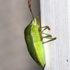 Nezara viridula at Ainslie, ACT - 24 Jan 2019