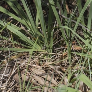 Paspalum dilatatum at Hawker, ACT - 23 Jan 2019 12:00 PM