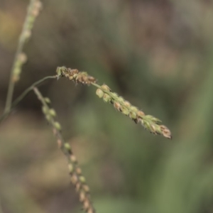 Paspalum dilatatum at Hawker, ACT - 23 Jan 2019 12:00 PM