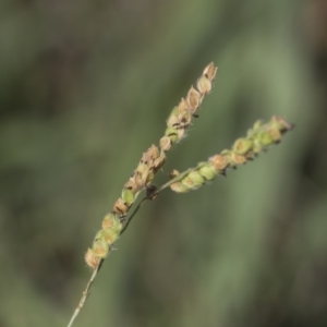 Paspalum dilatatum at Hawker, ACT - 23 Jan 2019 12:00 PM