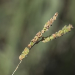 Paspalum dilatatum at Hawker, ACT - 23 Jan 2019 12:00 PM