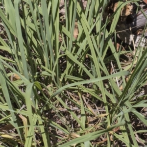 Paspalum dilatatum at Hawker, ACT - 23 Jan 2019 12:00 PM