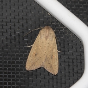 Mythimna (Pseudaletia) convecta at Higgins, ACT - 25 Jan 2019 10:14 PM